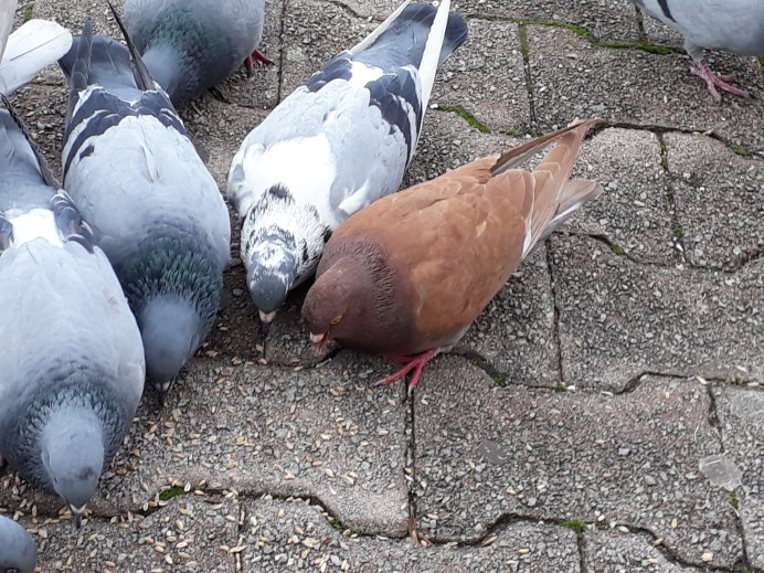 Голубь ухаживает