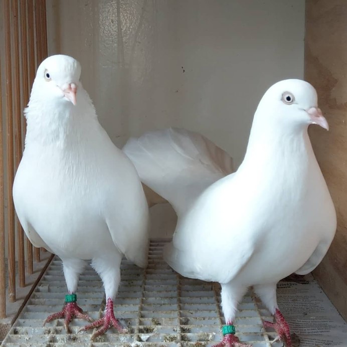 Орловский белый Турман