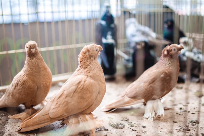 Выставочные голуби двухчубые