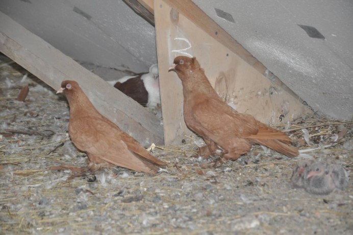 Краснодарские бойные голуби персы