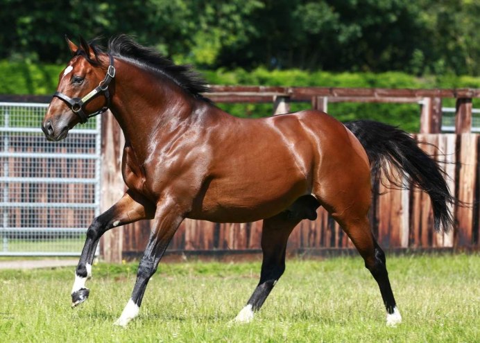 Frankel жеребец