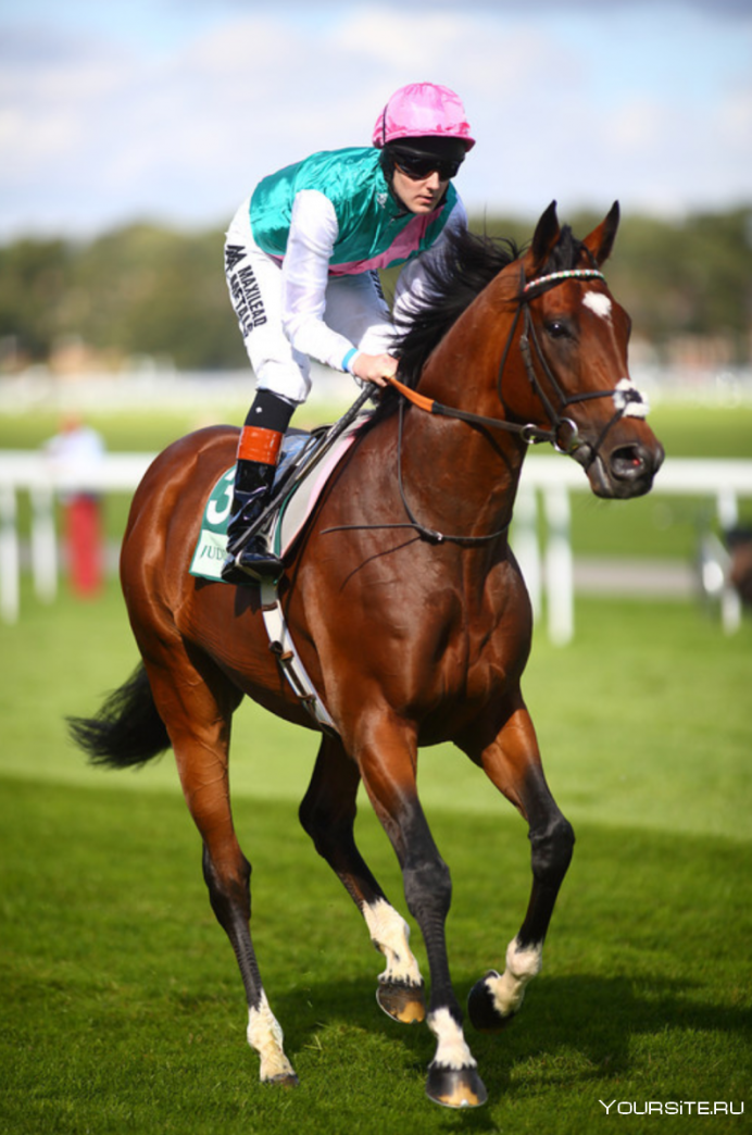 Frankel жеребец