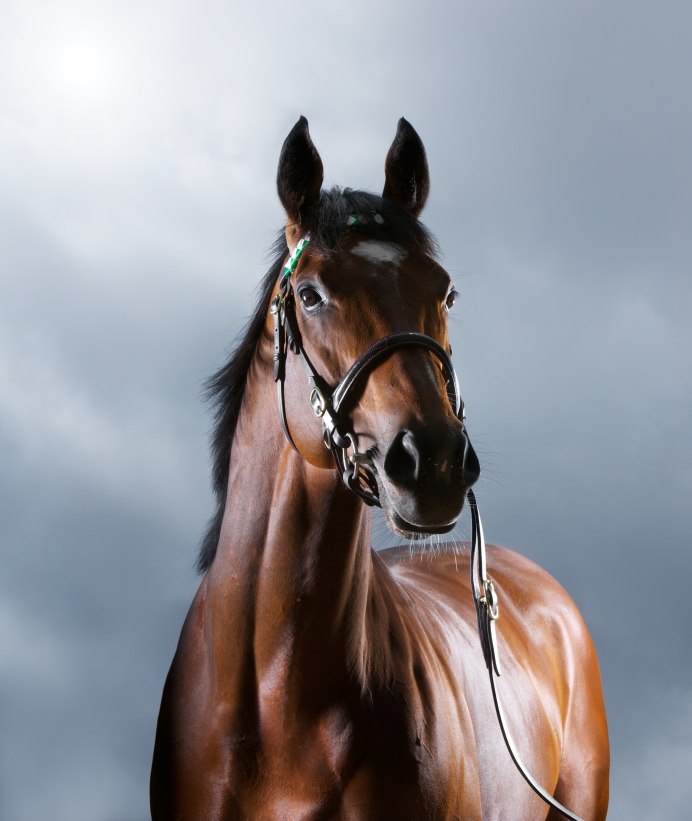 Frankel Скаковая лошадь