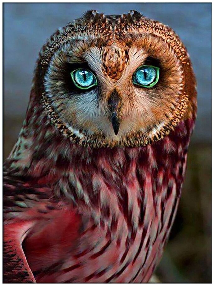 Мадагаскарская красная Сова