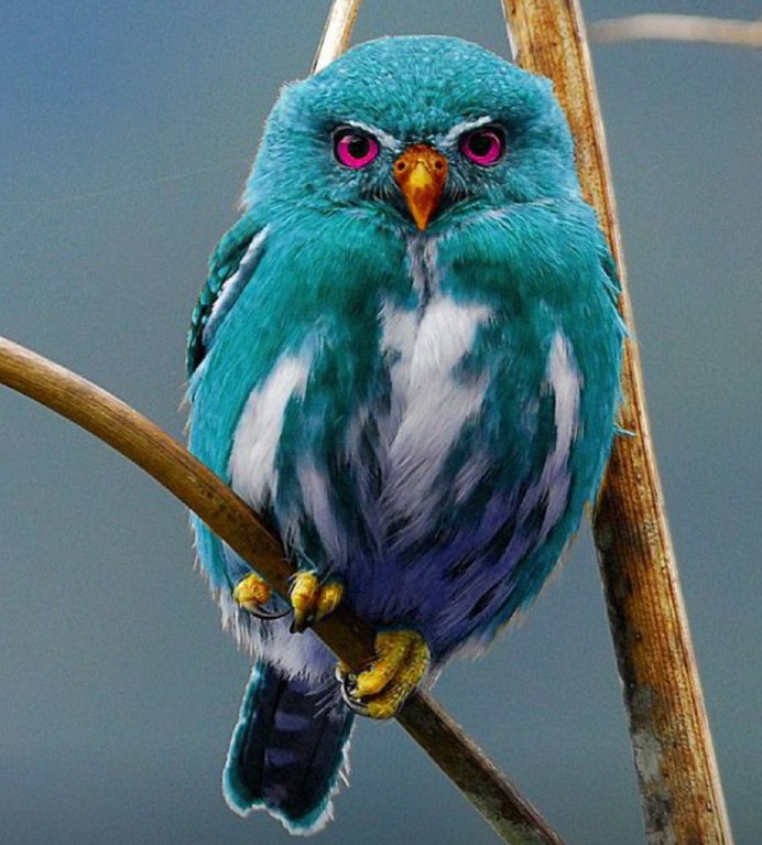 Необычные Совы