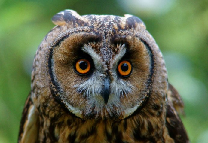 Ушастая Сова (лат. ASIO Otus)