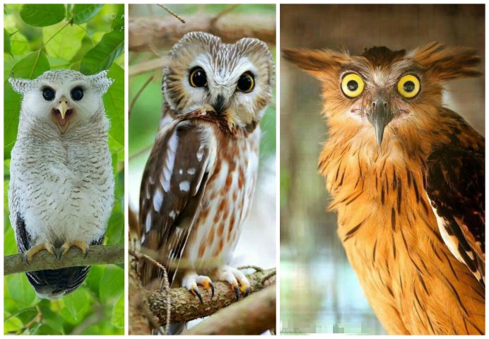 Разные Совы