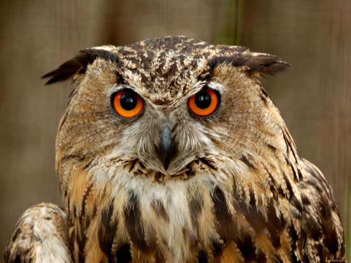 Совообразные представители