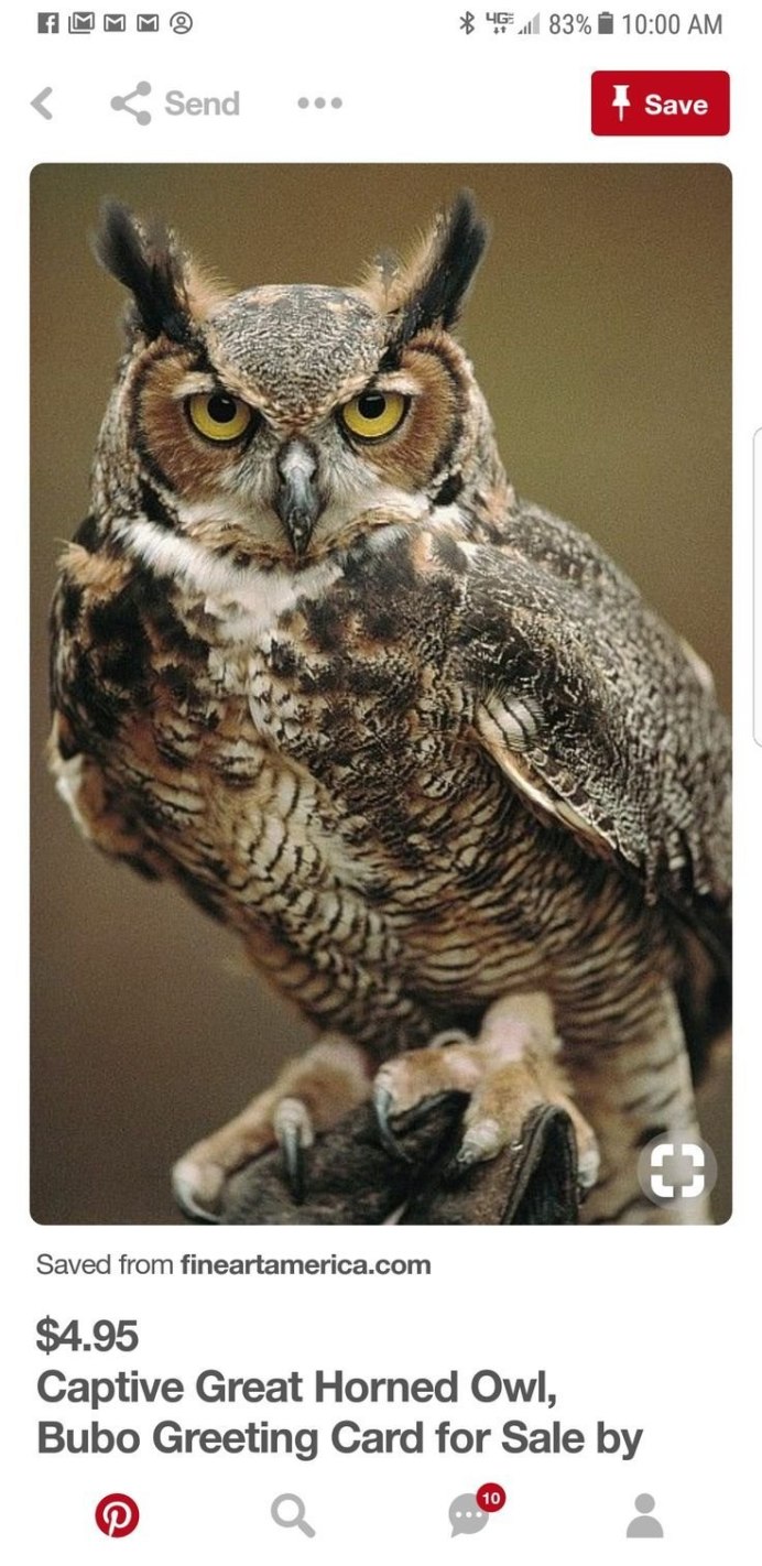 Большая рогатая Сова Бубо-Бубо