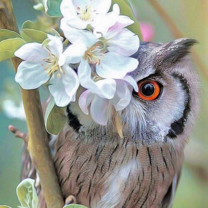 Совенок с цветами