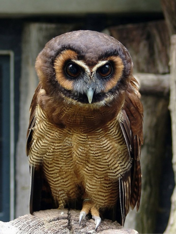 Сова породы неясыть