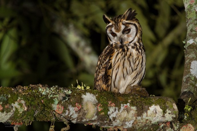 Бенгальский Филин