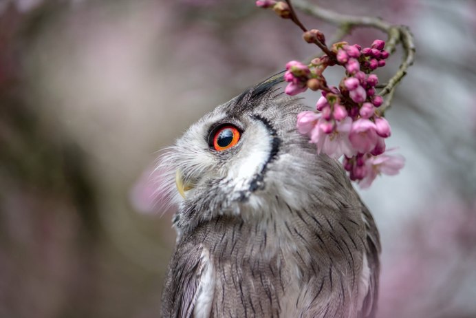 Сова весной