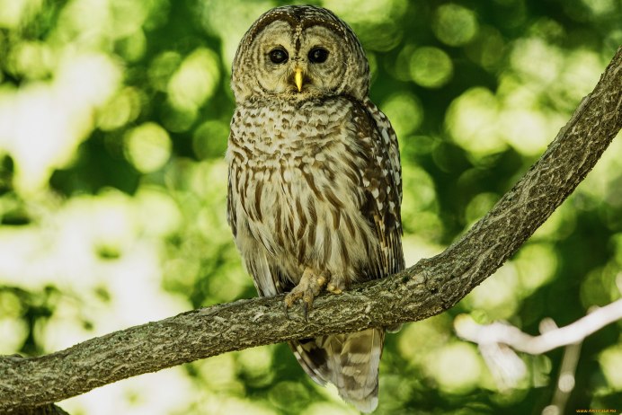 Совята на ветке