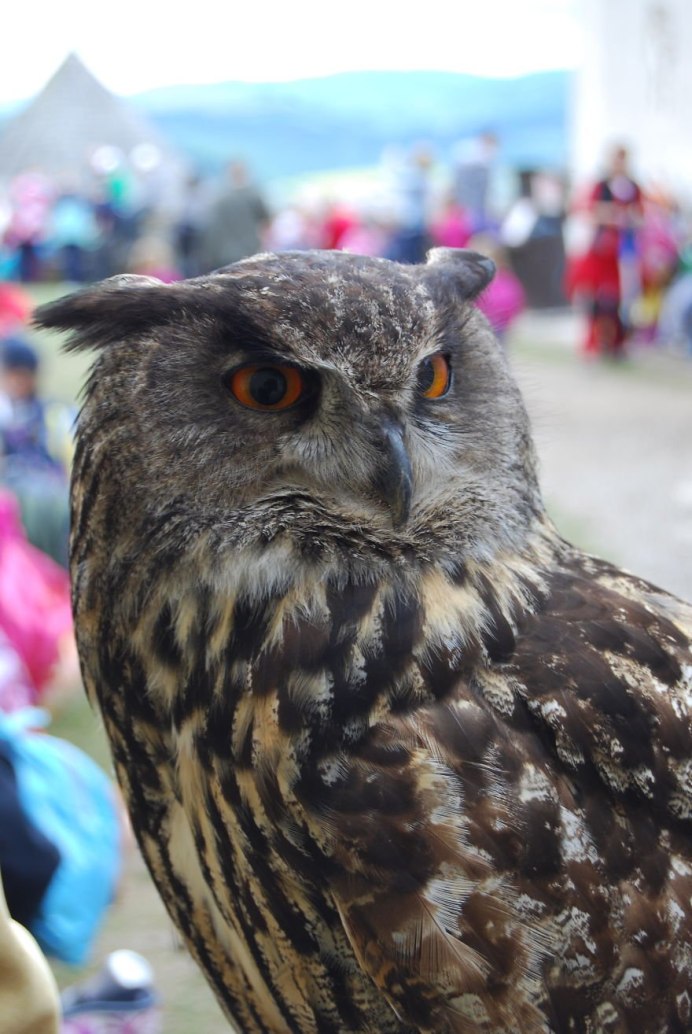 Серьезная Сова