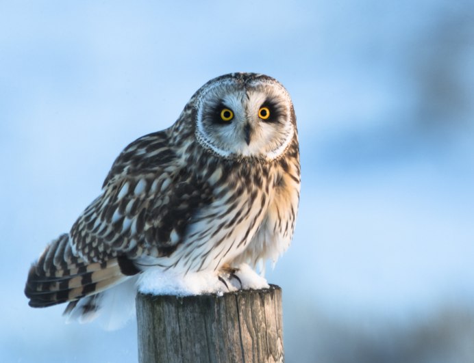 Болотная Сова и ушастая Сова