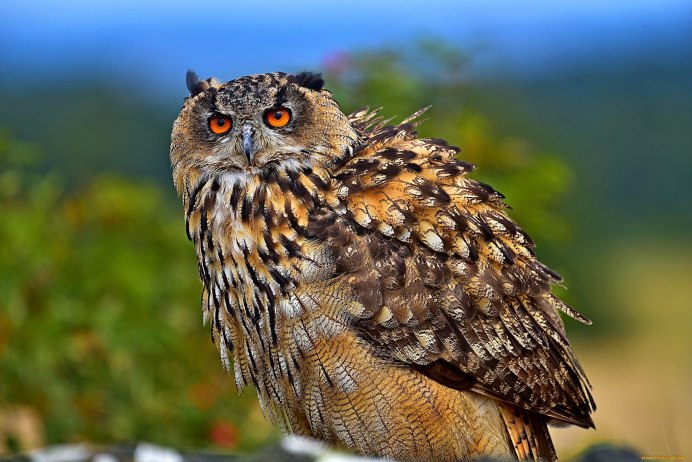 Совиный Филин