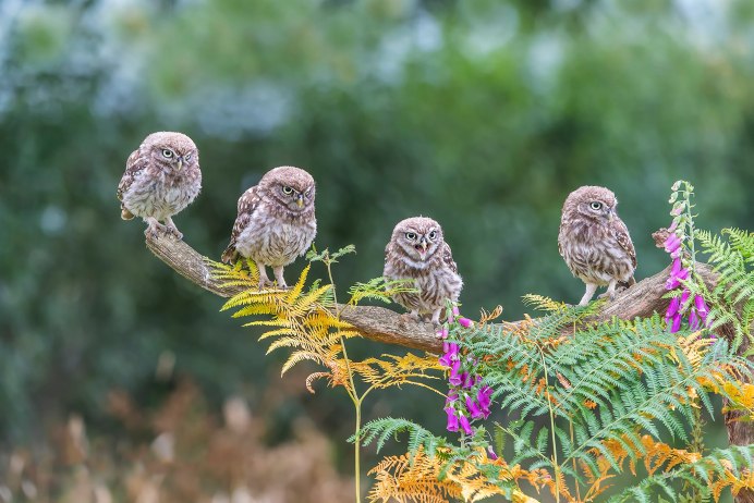 Много сов на ветке