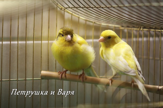 Канарейки и щеглы и петенси
