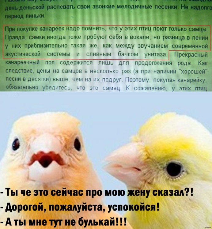 В клетке кенар жёлтый кенар