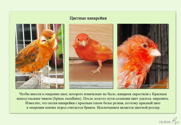 Канадская канарейка