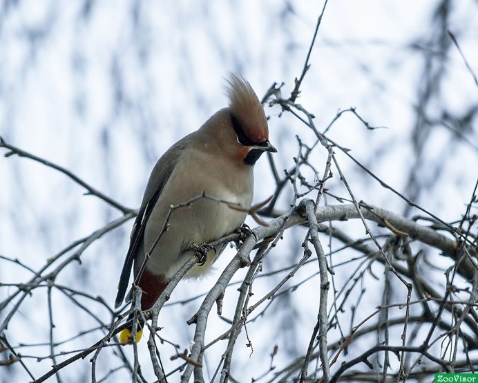 Шелковистый свиристель