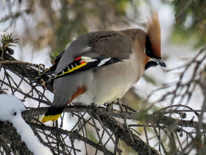 Дрозд свиристель Крымский