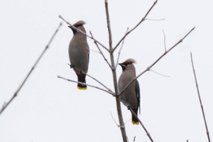 Свиристель Перелетная