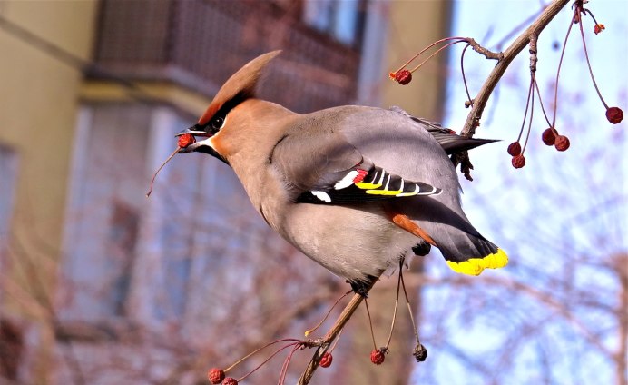 Свиристель самка и самец