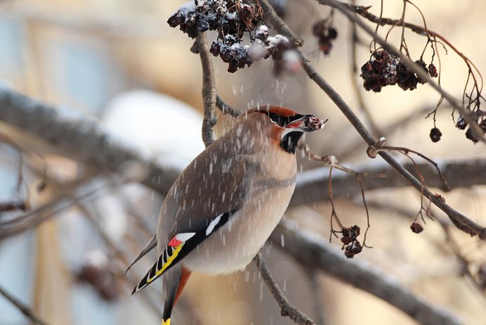 Свиристель альбинос