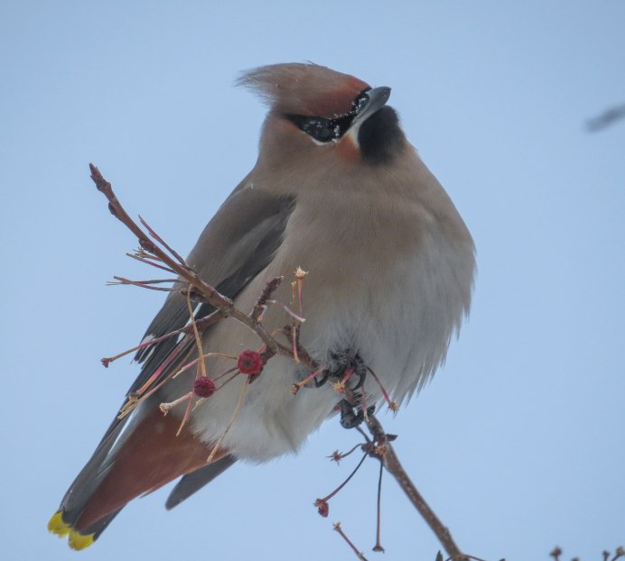 Свиристель Сибирская