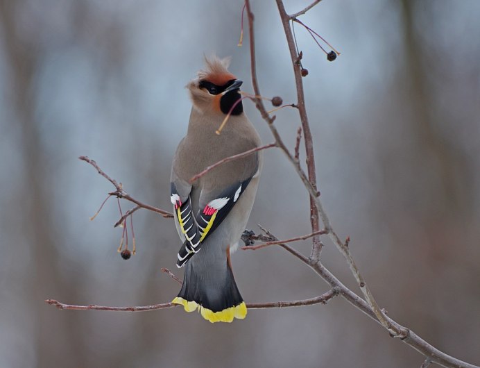 Птица с красным хохолком