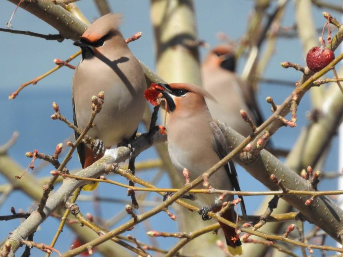 Свиристель самка