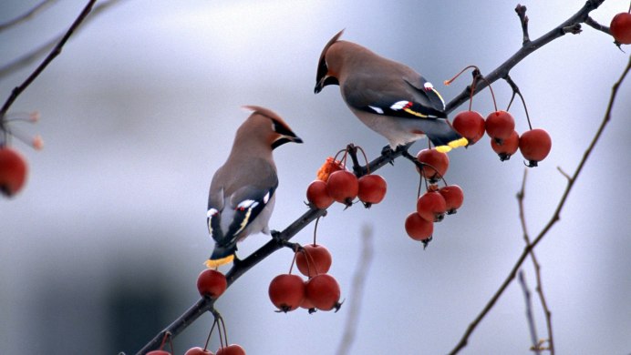 Шелковистый свиристель