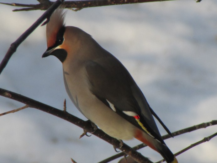 Свиристель птенец