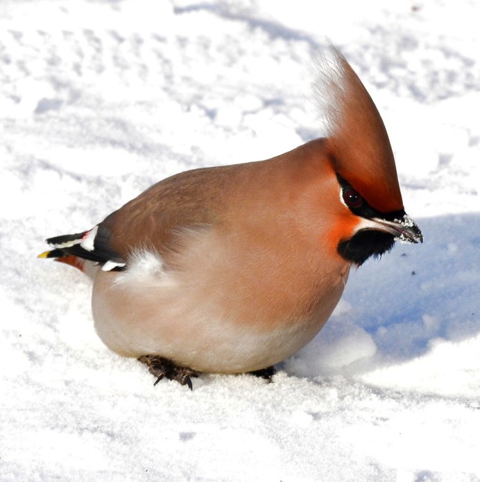 Крыло свиристели