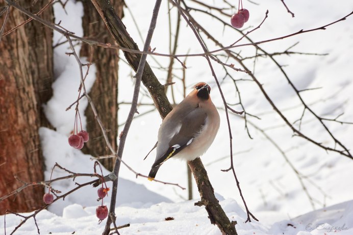 Американский свиристель