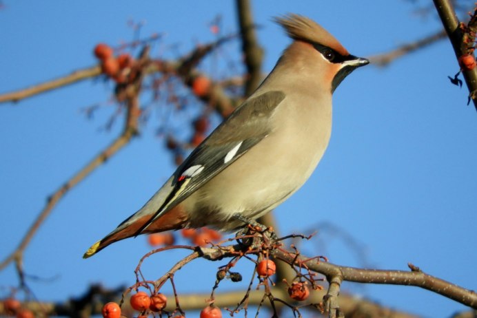 Свиристель Перелетная птица