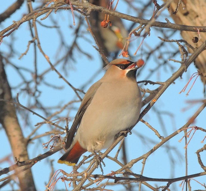 Свиристель самка