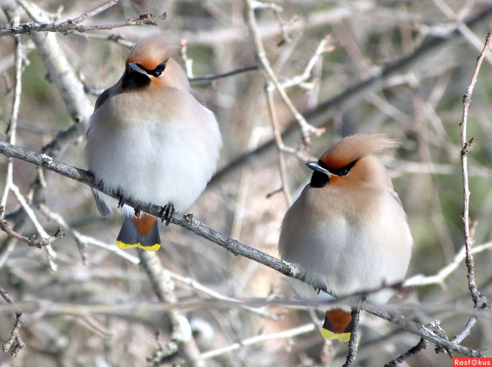 Свиристели перелетные или неперелетные