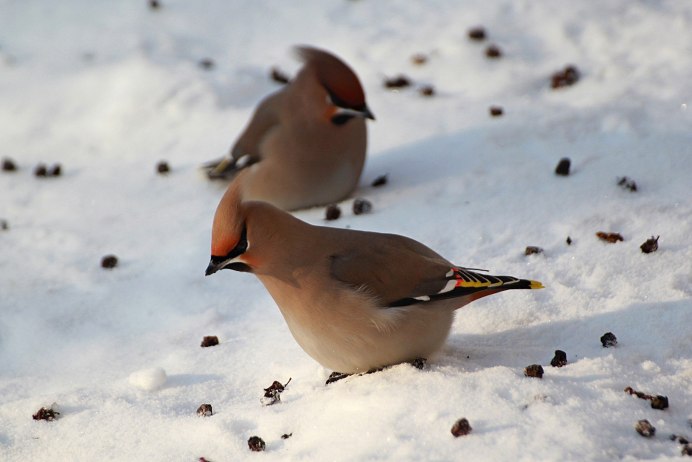 Сойка и свиристель