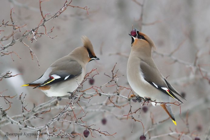 Свиристели перелетные птицы