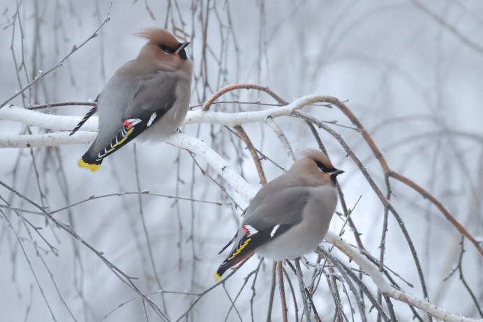 Свиристель самка