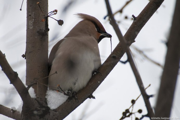 Хохлатая свиристель