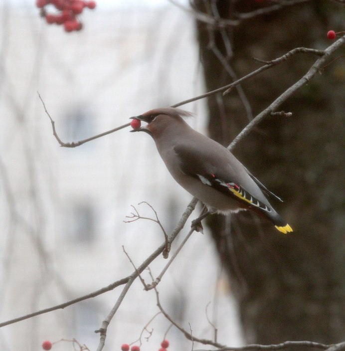 Свиристель Сахалинская