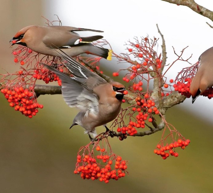 Сорокопут свиристель