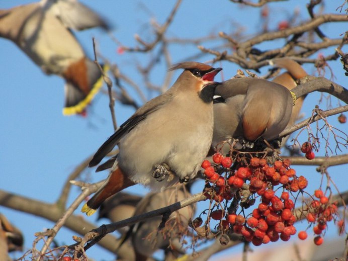 Свиристель гнездо