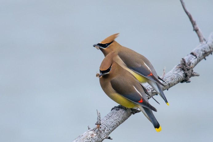 Свиристель самец