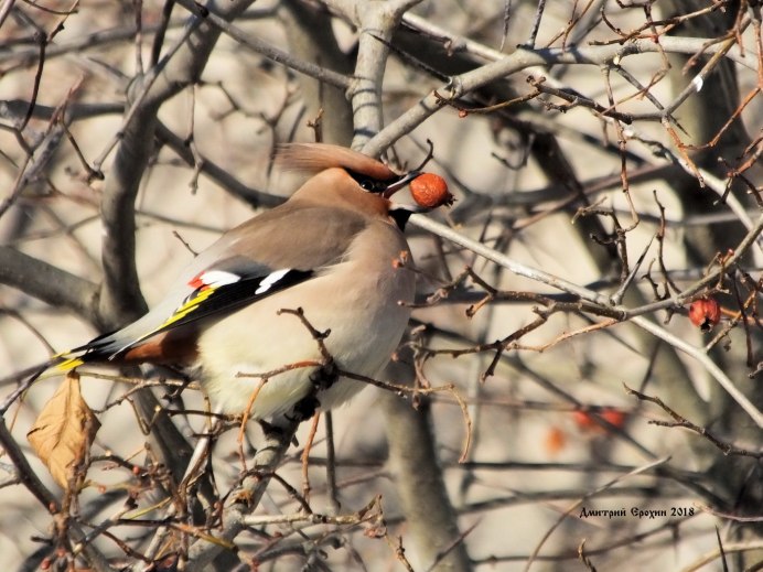 Зимующие птицы Алтайского края Снегири