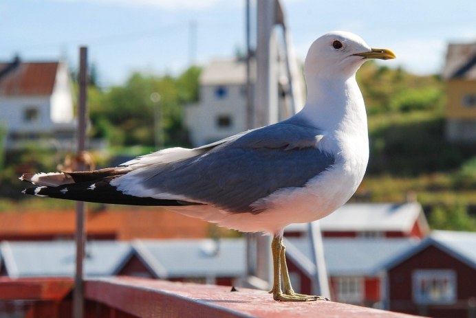 Чайка Seagull